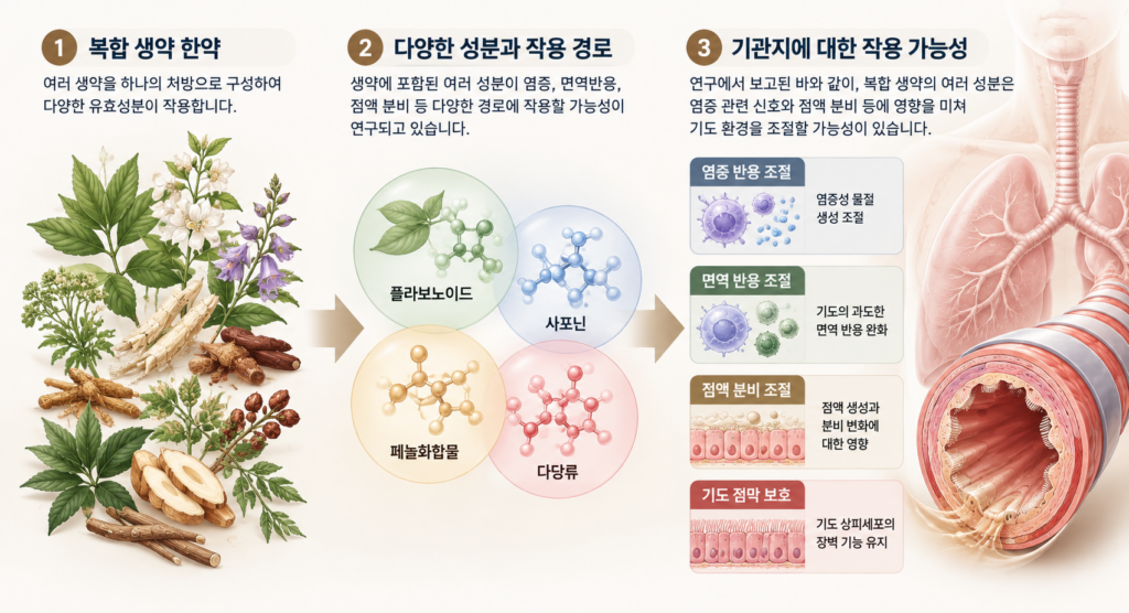 복합 생약의 다양한 성분이 염증 관련 신호, 면역반응, 점액 분비 등 기관지의 여러 생물학적 경로에 작용할 가능성을 설명하는 의료 일러스트