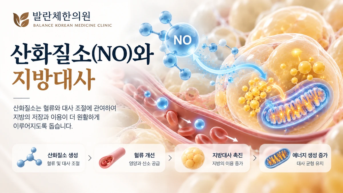 산화질소 NO 신호와 지방세포 및 미토콘드리아의 관계를 표현한 의료 일러스트