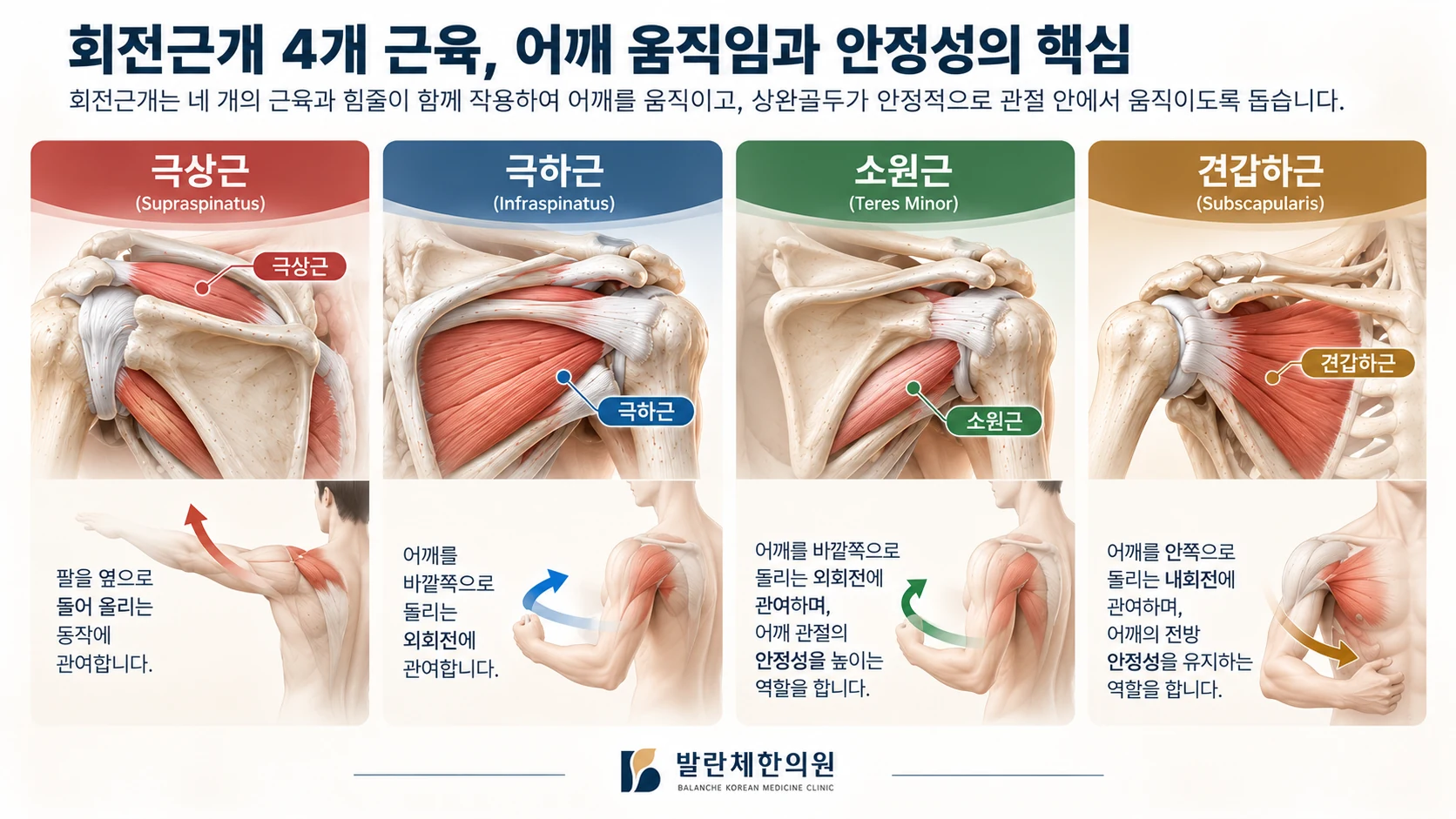 극상근·극하근·소원근·견갑하근의 어깨 움직임과 안정성 기능을 설명하는 회전근개 의료 일러스트