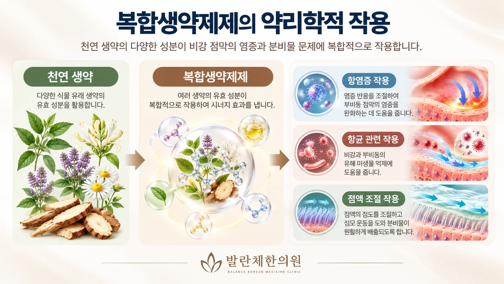 축농증 한약치료 관련 복합생약제제의 항염증·항균 관련 작용과 점액 조절 연구를 설명하는 의료 인포그래픽